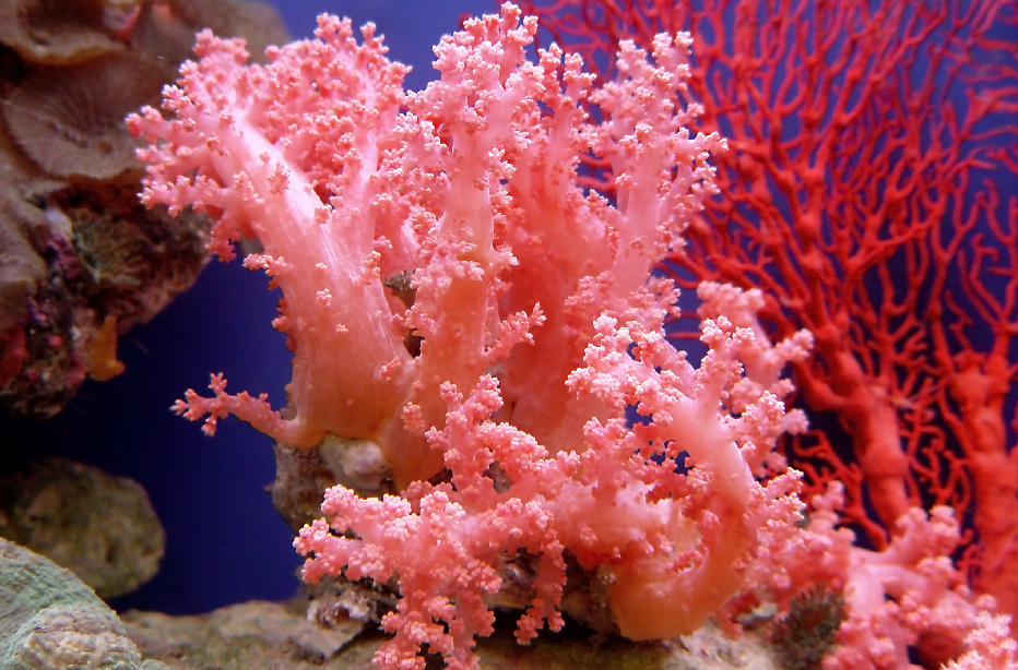 Living Coral: il colore del 2019